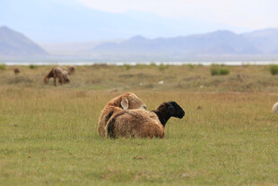 草原休憩的羊群