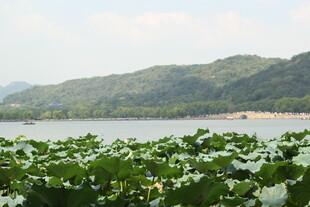 湖畔绿植与远山美景