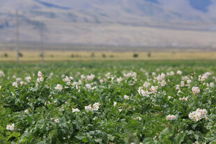 广袤田野中的白色花卉