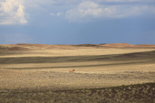 广袤无垠的荒凉原野