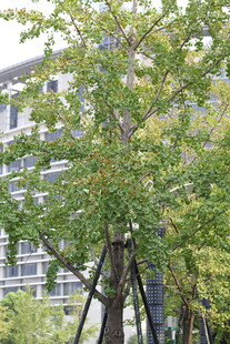 绿树成荫的城市风景