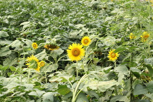 向日葵花田 绽放的灿烂