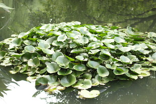 水面漂浮的大片荷叶