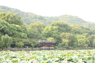 荷塘中的古典建筑