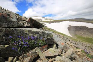 高山岩石间绽放的紫色小花