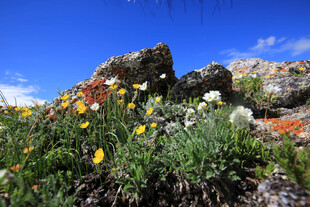 山间绽放的多彩野花