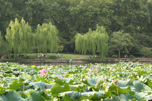 夏日荷塘绿意盎然
