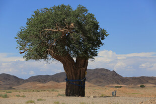 沙漠中的孤独大树