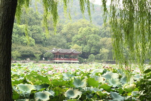 湖畔垂柳荷花美景