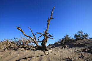 沙漠中孤独的枯树景象