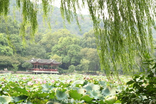 湖畔垂柳荷花与亭景