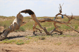 沙漠枯木奇景