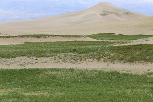 草原与沙丘交映的美景