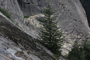 峭壁上的挺拔松树