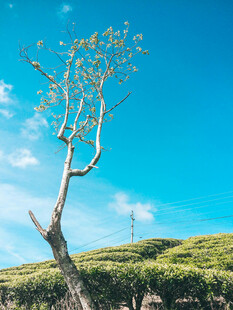 蓝天中孤独挺立的树