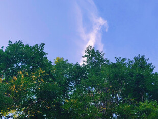 蓝天绿树林间的美丽光影