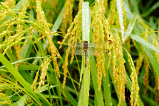 金黄稻穗上的小昆虫