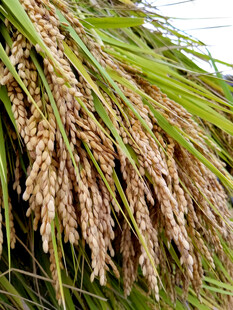 成熟稻穗