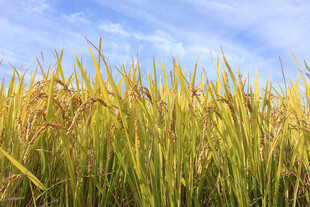 金黄稻田与蓝天相映成趣