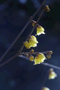 蜡梅花  