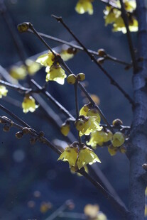 蜡梅花  