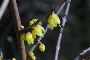 蜡梅花  
