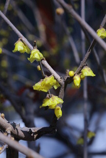 蜡梅花  