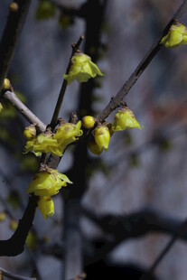 蜡梅花  