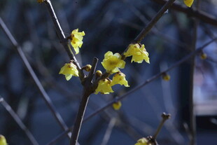 蜡梅花  