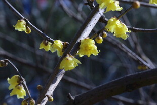 蜡梅花 
