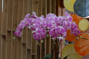 蝴蝶兰 