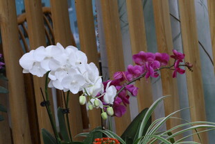 蝴蝶兰  