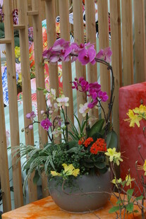 蝴蝶兰  