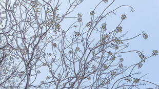 冬日光秃树枝映蓝天