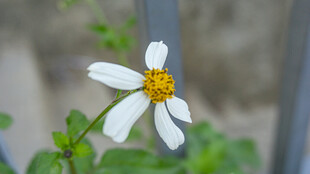 鬼针草 白色小花特写