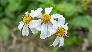 鬼针草 三朵小白花绽放绿叶间