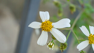 鬼针草 两朵小白花绽放