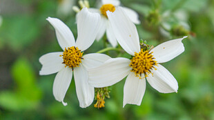 鬼针草 白色小花绽放绿意间