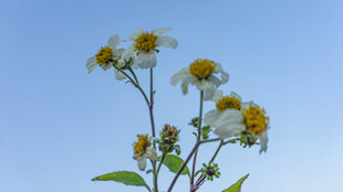 鬼针草 蓝天映衬下的清新野菊花