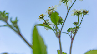 鬼针草 蓝天映衬下的清新植物