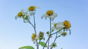 鬼针草 蓝天映衬下的白色野花