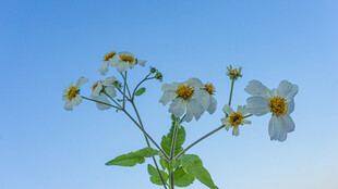 鬼针草 蓝天映衬下的素雅小白花