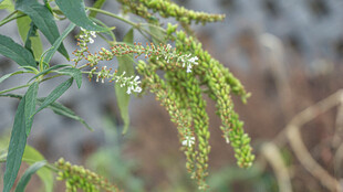 白背枫 白鱼尾 狭叶醉鱼草