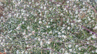 白色碎花覆盖的绿色地面