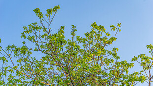 蓝天映衬下的翠绿枝叶