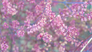 粉色繁花绽放美景