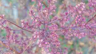 枝头绽放的粉嫩小花