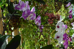 蝴蝶兰  