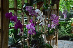 蝴蝶兰 