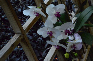 蝴蝶兰  